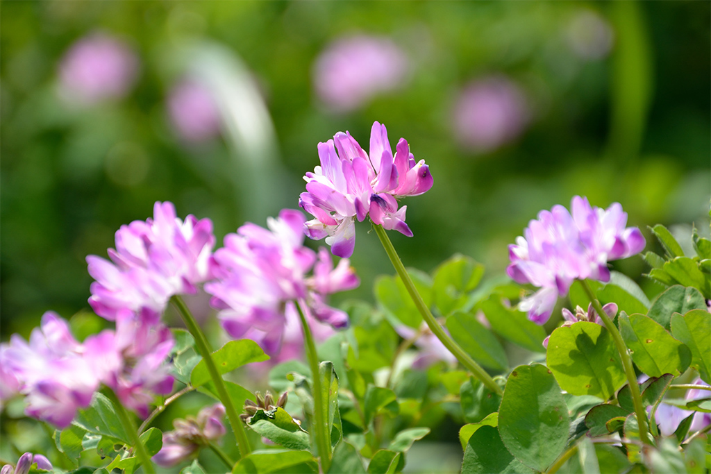 ダミー画像候補19